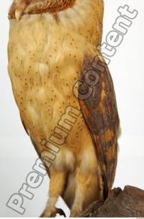 Barn owl - Tyto alba  0064